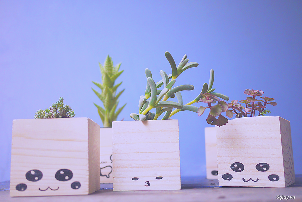 Cây cảnh mini - 5