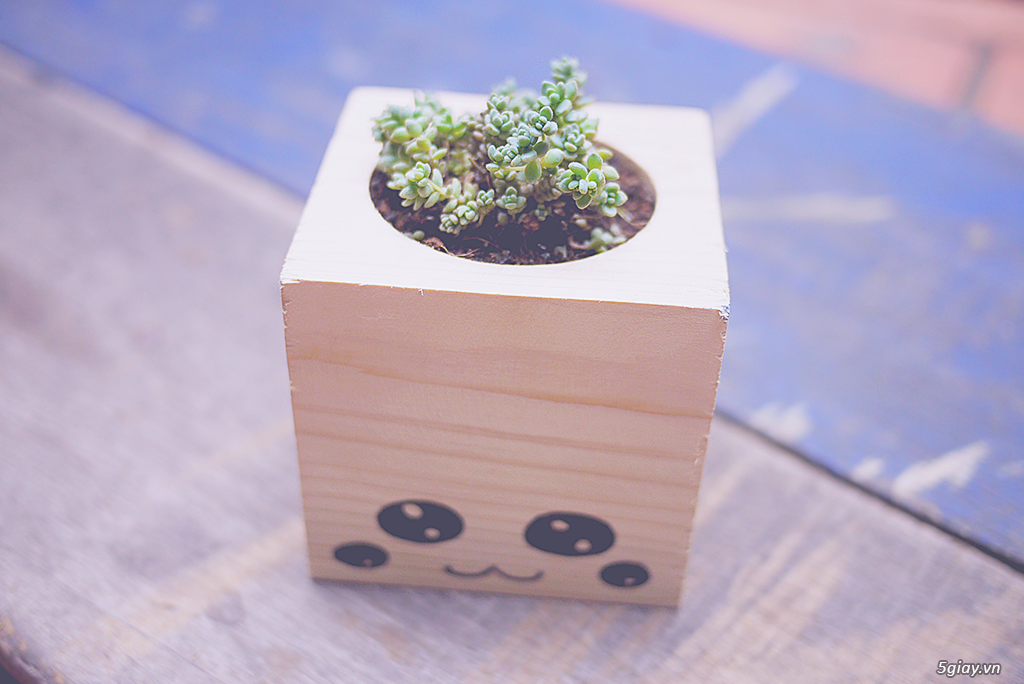 Cây cảnh mini - 2