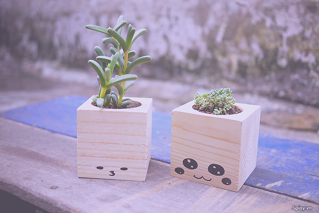 Cây cảnh mini - 4
