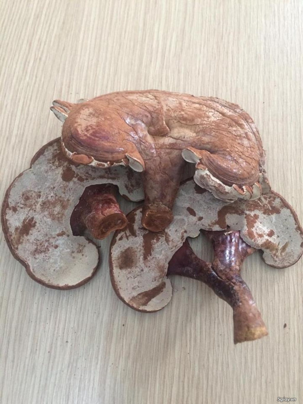 Nấm linh chi nhà trồng- Hãy dành những điều yêu thương cho gia đình, người thân và bạn bè!