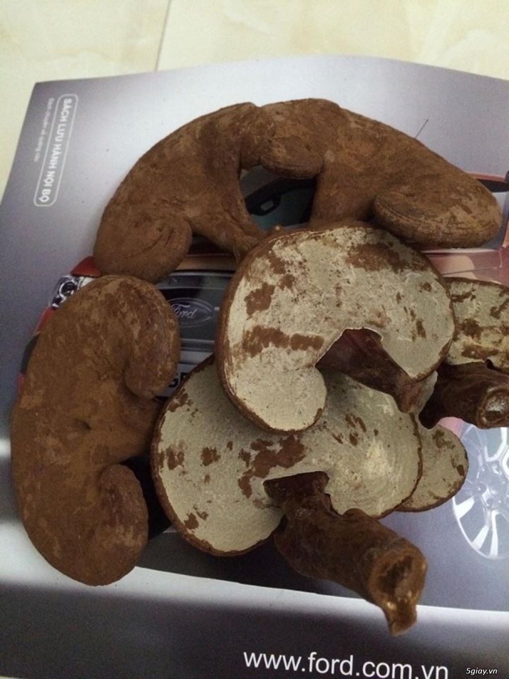 Nấm linh chi nhà trồng- Hãy dành những điều yêu thương cho gia đình, người thân và bạn bè! - 4