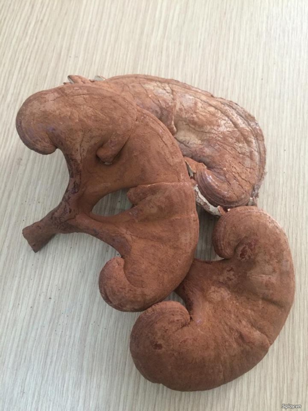 Nấm linh chi nhà trồng- Hãy dành những điều yêu thương cho gia đình, người thân và bạn bè! - 3