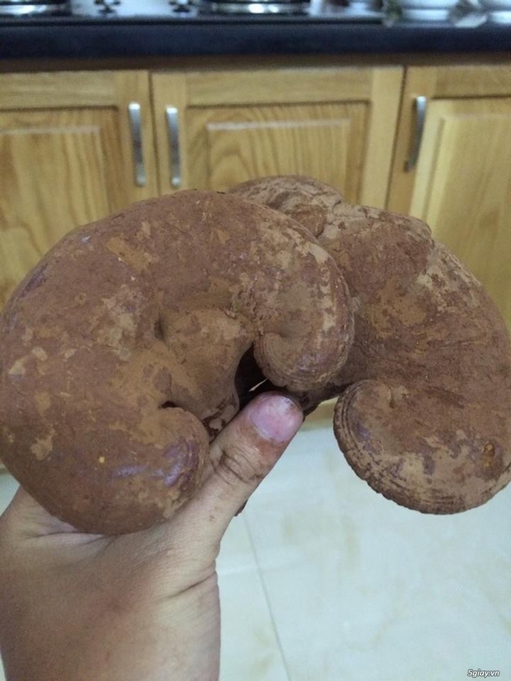 Nấm linh chi nhà trồng- Hãy dành những điều yêu thương cho gia đình, người thân và bạn bè! - 2