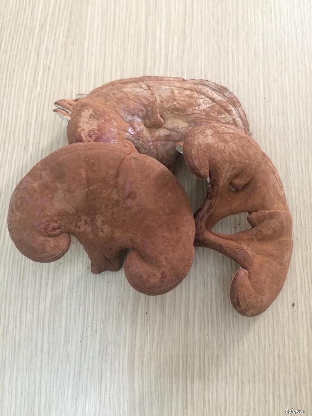 Nấm linh chi nhà trồng- Hãy dành những điều yêu thương cho gia đình, người thân và bạn bè! - 1