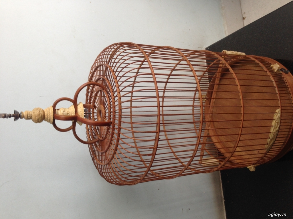 Chim Chích Chòe Than Hót Hay, Mời Xem