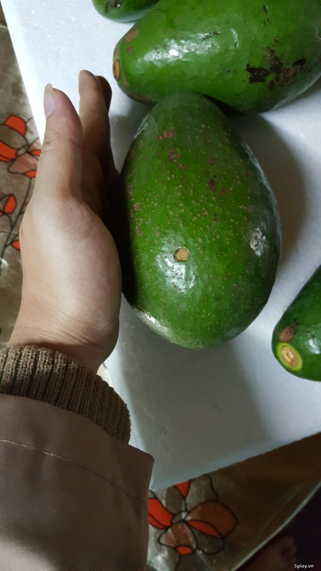 Bán sỉ và lẻ Bơ sáp Đà Lạt, cơm dày vàng béo, chỉ 55K/KG