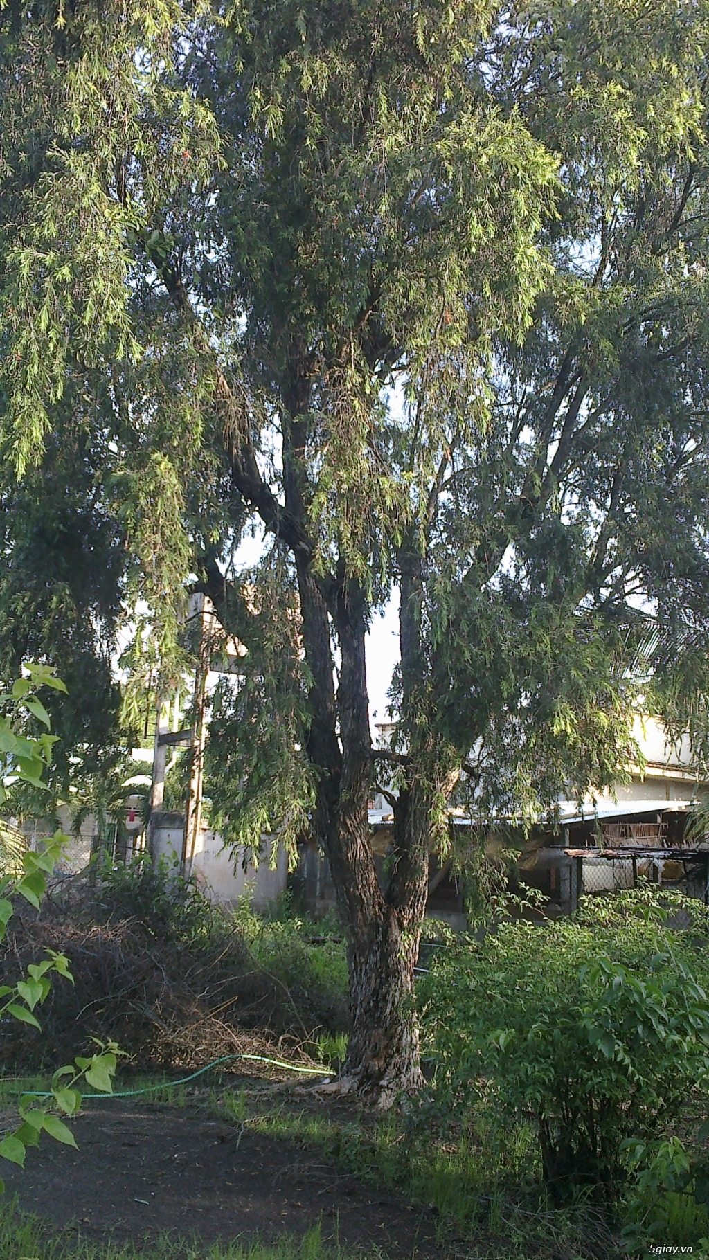 CÂY LIỄU HOA ĐỎ TRÊN 40 NĂM TUỔI - 6