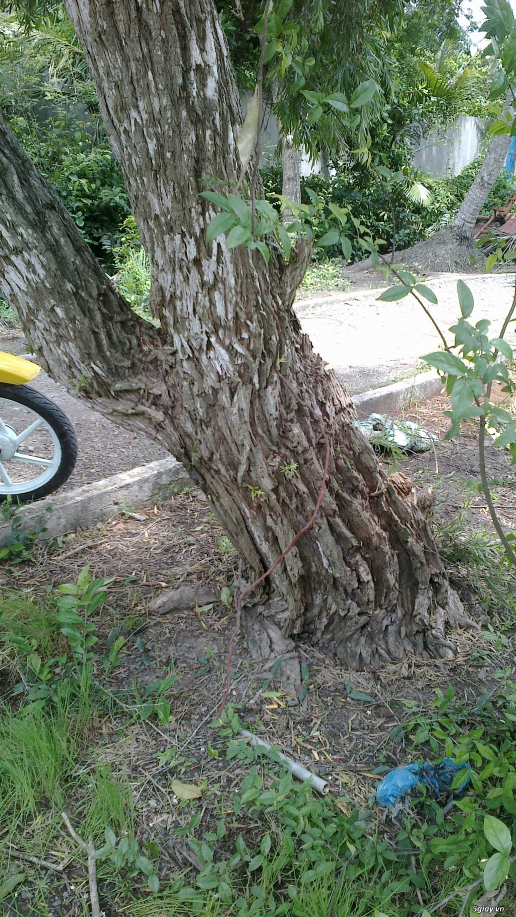 CÂY LIỄU HOA ĐỎ TRÊN 40 NĂM TUỔI - 3