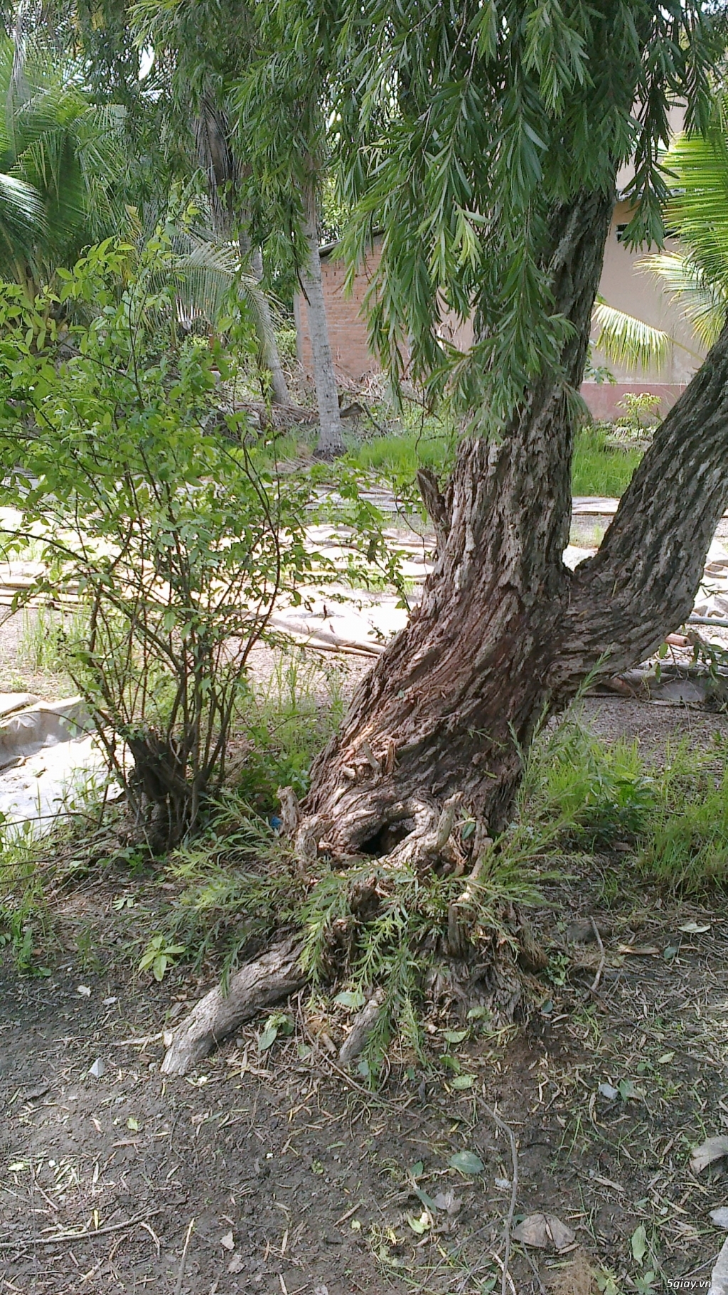 CÂY LIỄU HOA ĐỎ TRÊN 40 NĂM TUỔI - 4