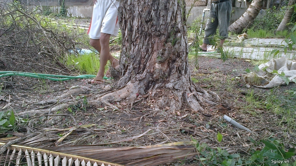 CÂY LIỄU HOA ĐỎ TRÊN 40 NĂM TUỔI - 2