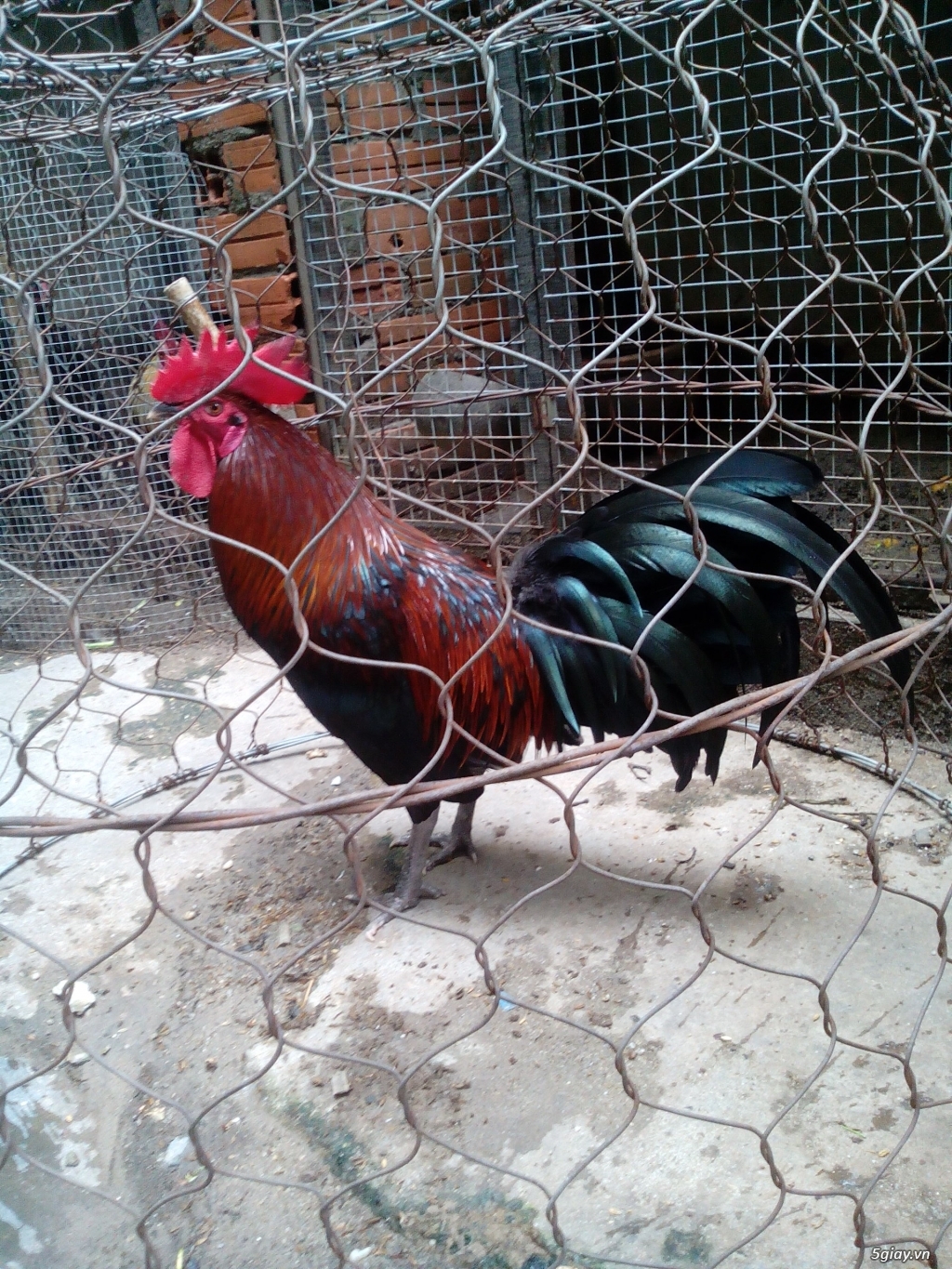 Gà jap Mỹ - 7