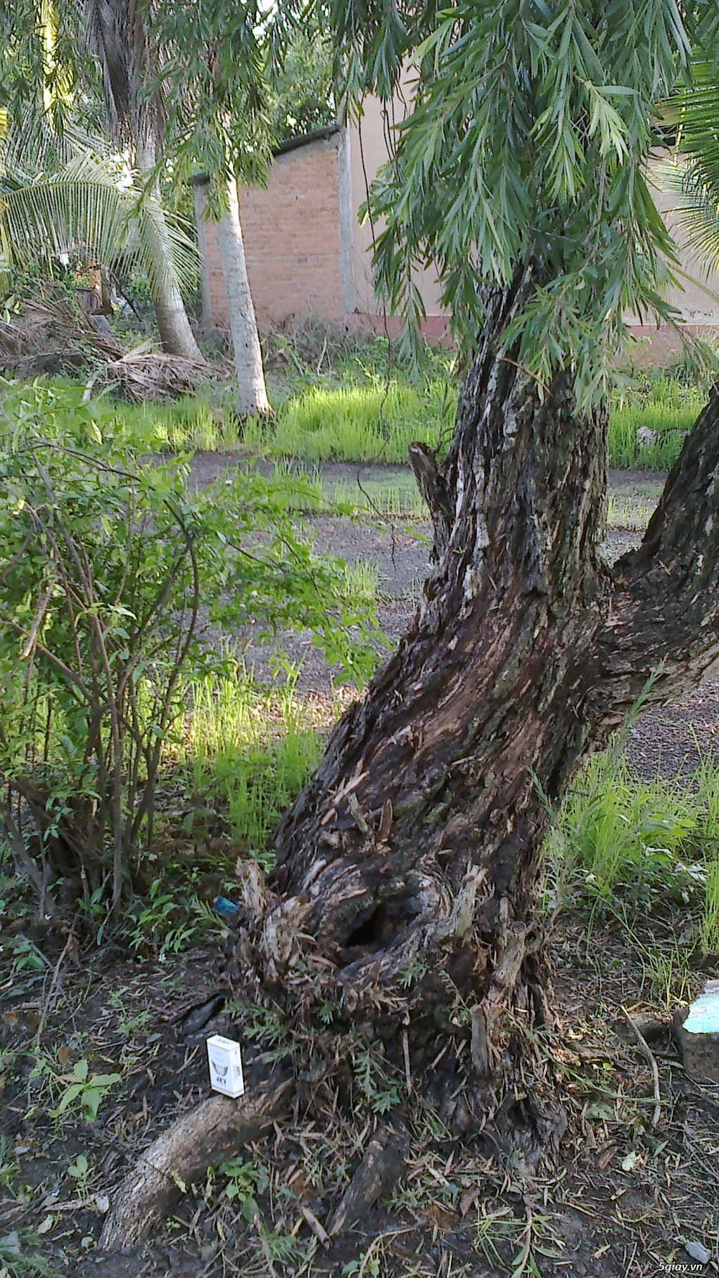 CÂY LIỄU HOA ĐỎ TRÊN 40 NĂM TUỔI - 7