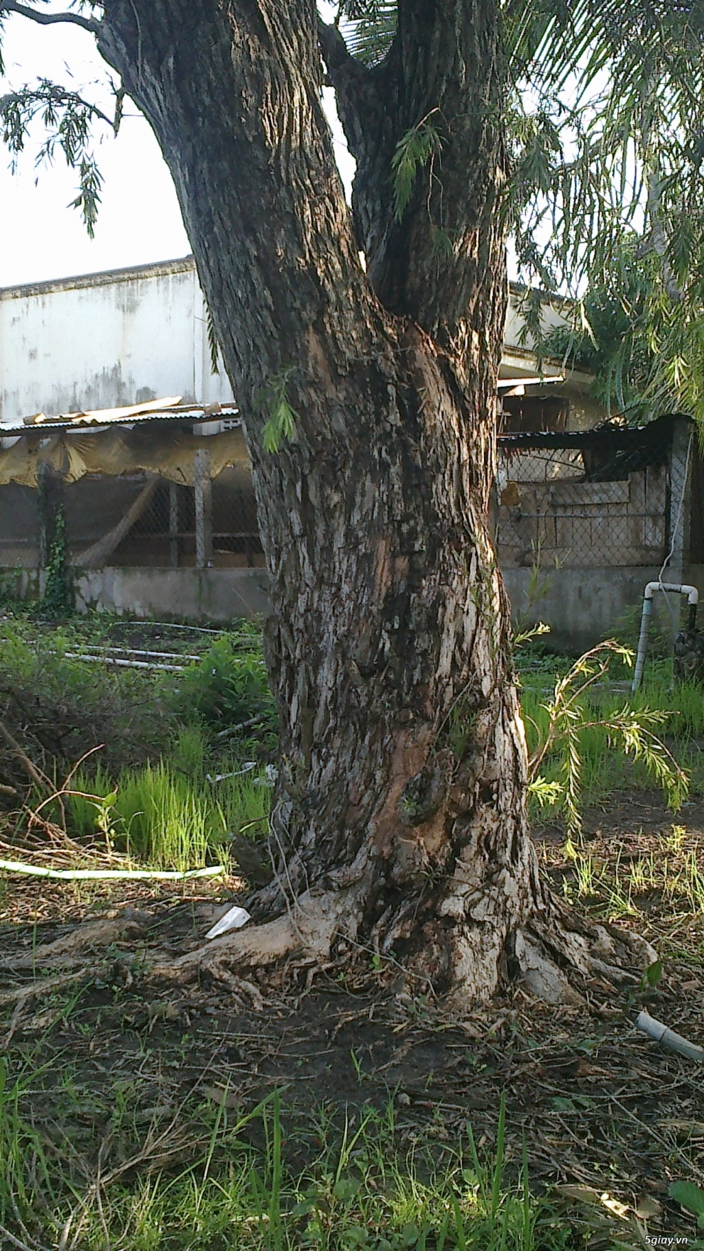 CÂY LIỄU HOA ĐỎ TRÊN 40 NĂM TUỔI - 5