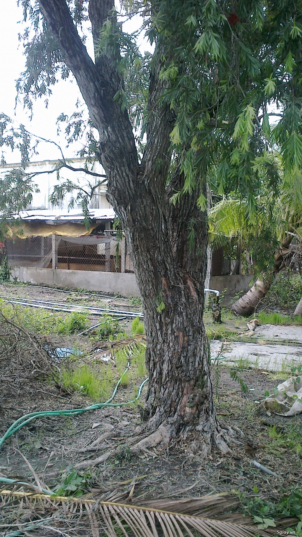 CÂY LIỄU HOA ĐỎ TRÊN 40 NĂM TUỔI