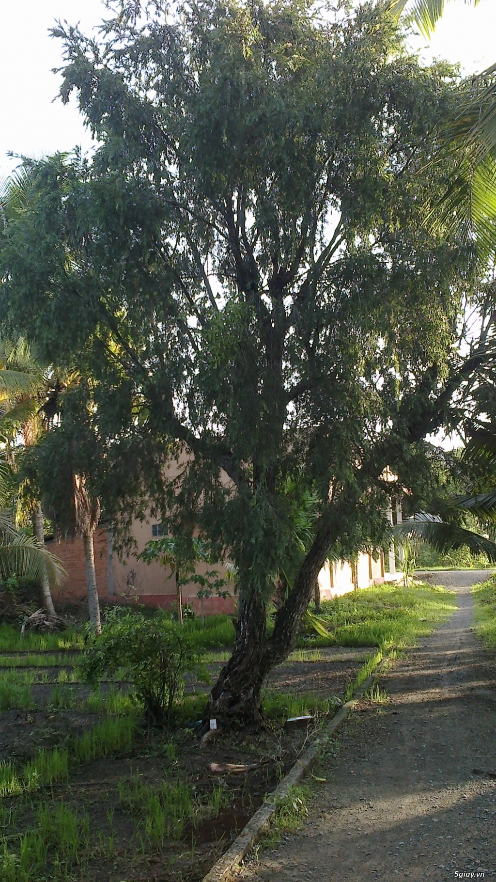 CÂY LIỄU HOA ĐỎ TRÊN 40 NĂM TUỔI - 8