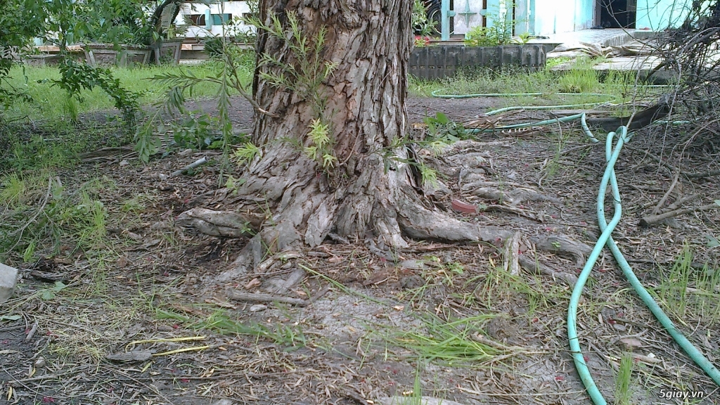 CÂY LIỄU HOA ĐỎ TRÊN 40 NĂM TUỔI - 1