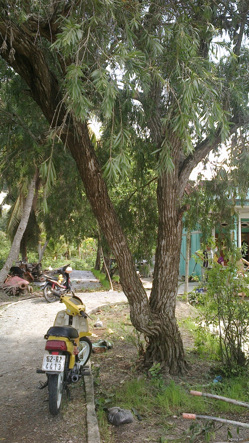 CÂY LIỄU HOA ĐỎ TRÊN 40 NĂM TUỔI - 9