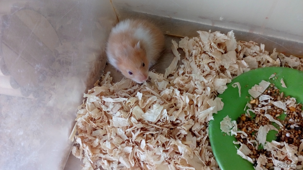Hamster Thái mới vềvề - 4