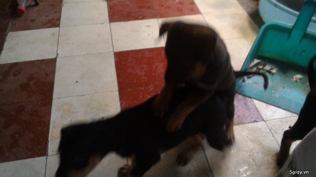 Chó phú quốc, chó con 2 tháng tuổi - 9