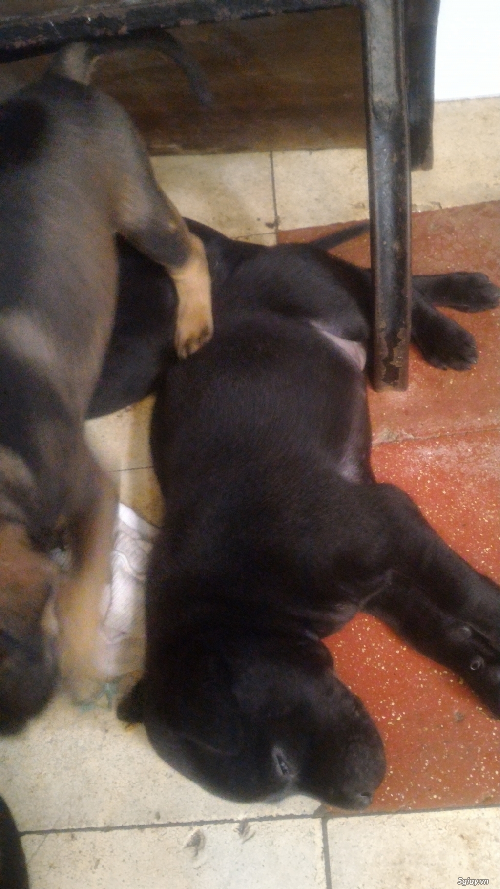 Chó phú quốc, chó con 2 tháng tuổi - 17