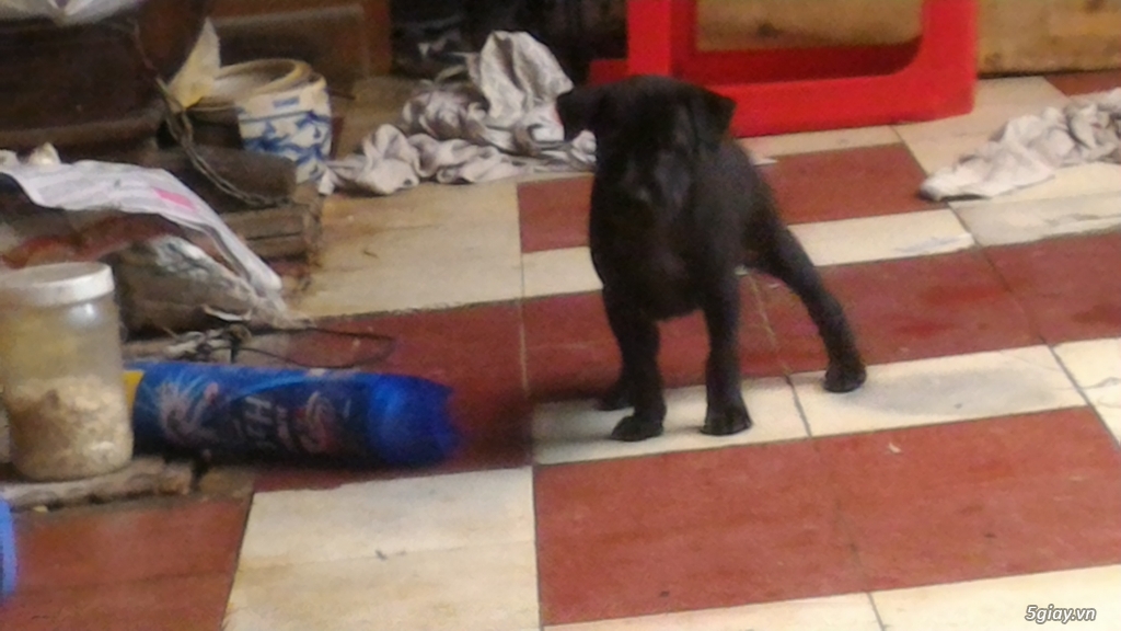 Chó phú quốc, chó con 2 tháng tuổi - 12