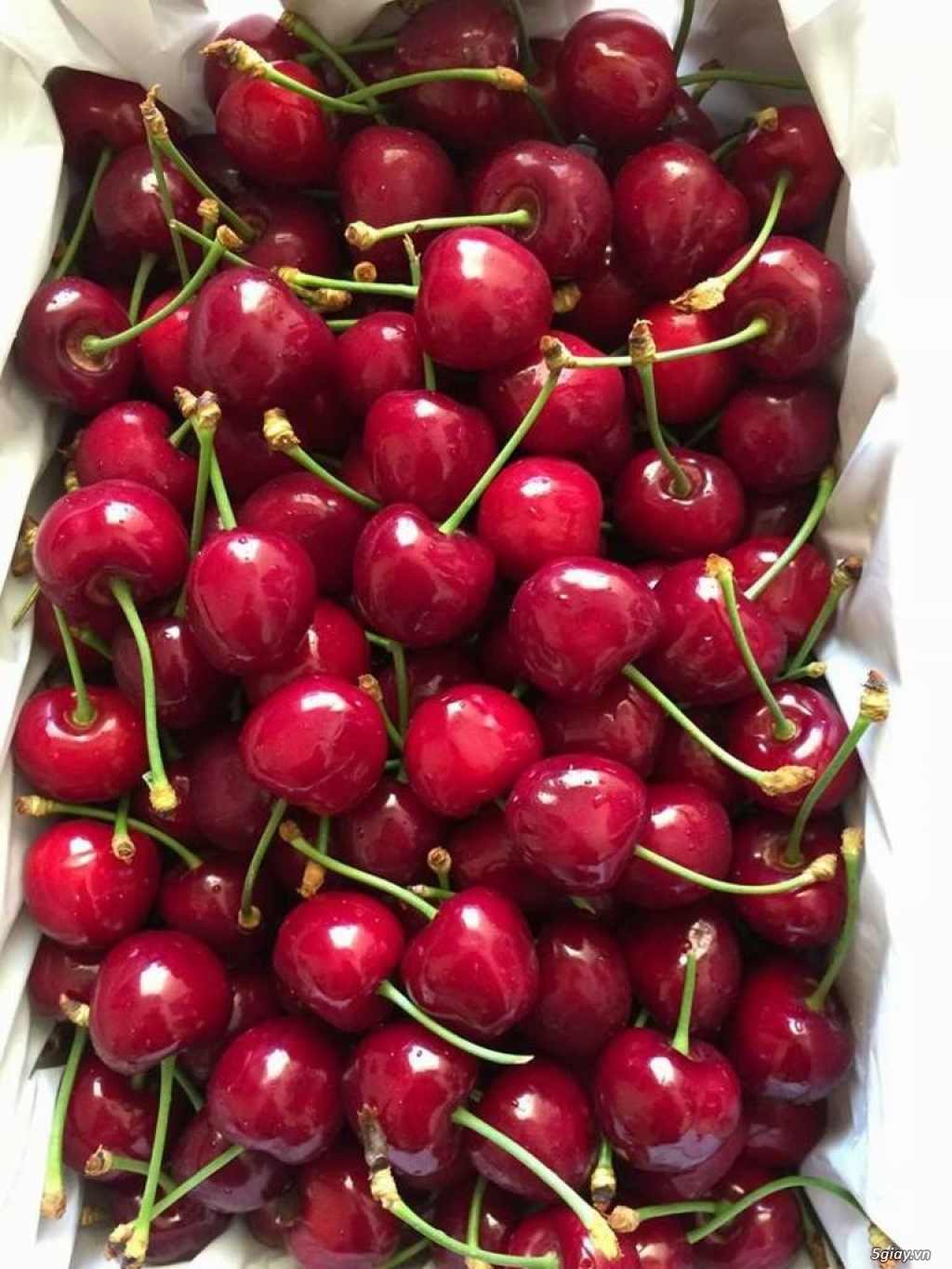 Cherry Mỹ, Canada - bán lẻ rẻ như bán buôn!