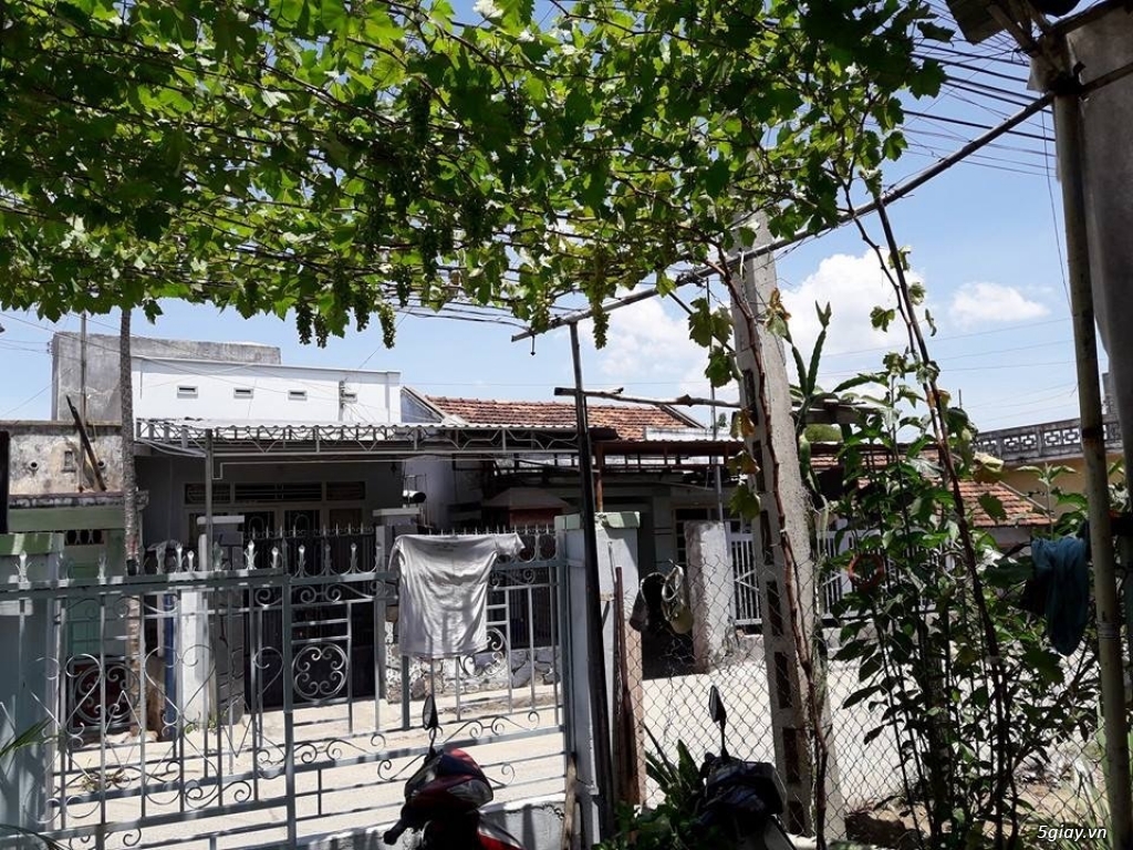 Cây nho đỏ Phan rang-ship toàn quốc