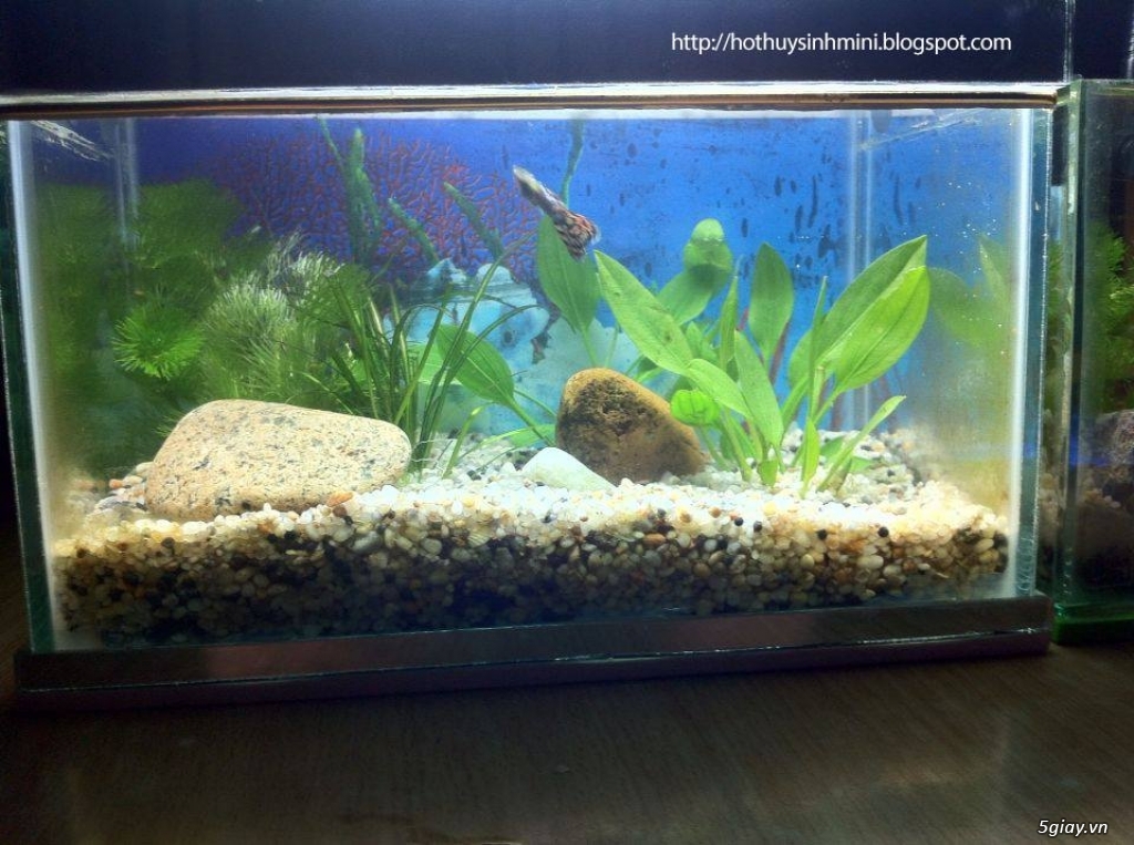 Hồ thủy sinh mini giá rẻ, nhiều mẫu mới đẹp lung linh - 1