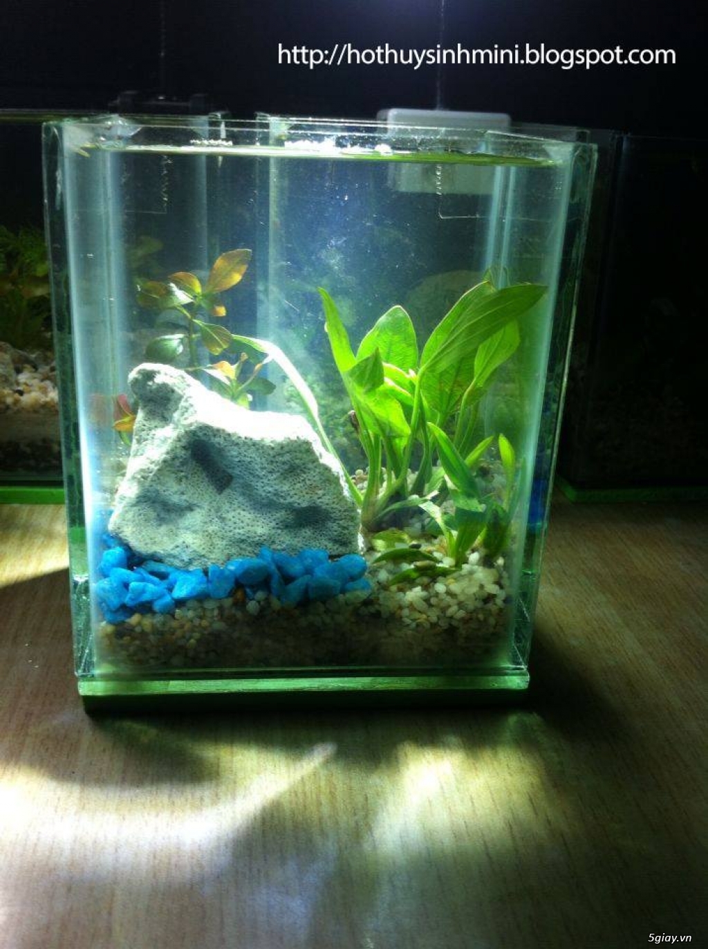 Hồ thủy sinh mini giá rẻ, nhiều mẫu mới đẹp lung linh - 3