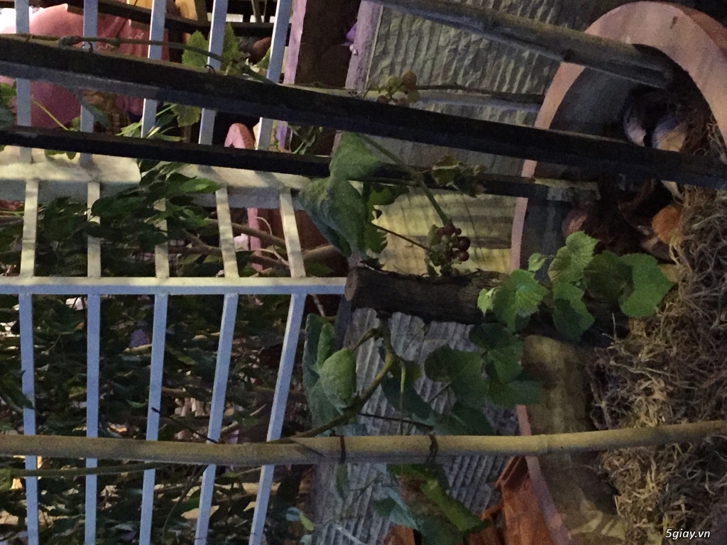 Cây nho đỏ Phan rang-ship toàn quốc - 2