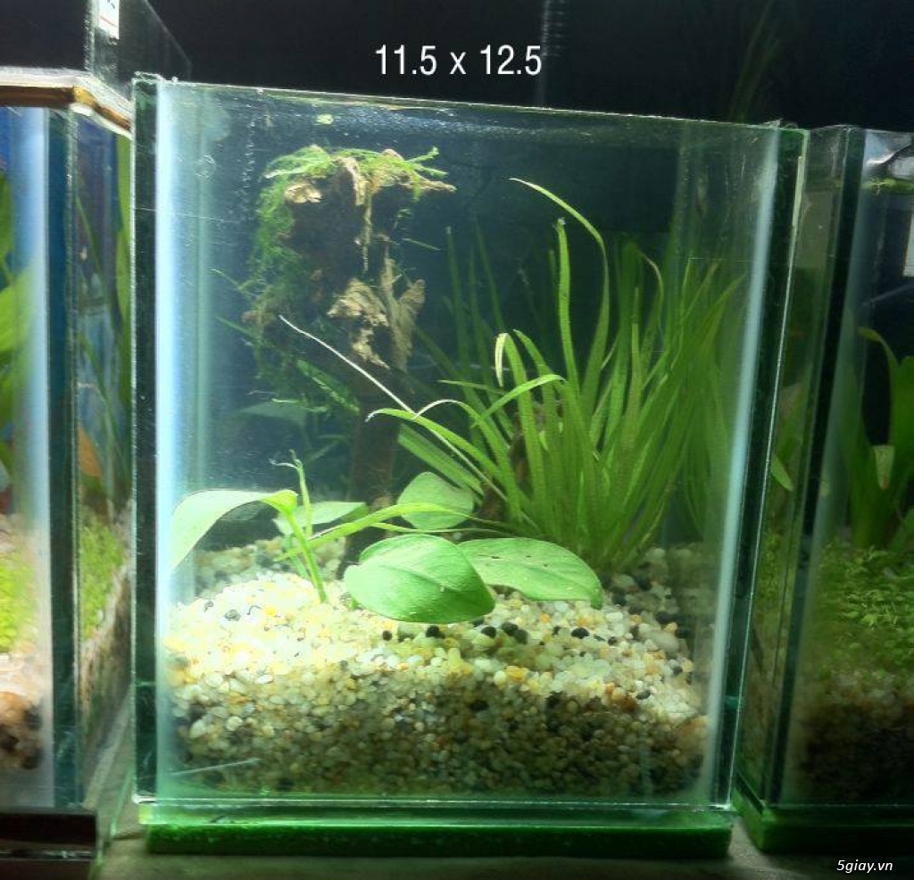 Hồ thủy sinh mini giá rẻ, nhiều mẫu mới đẹp lung linh - 2