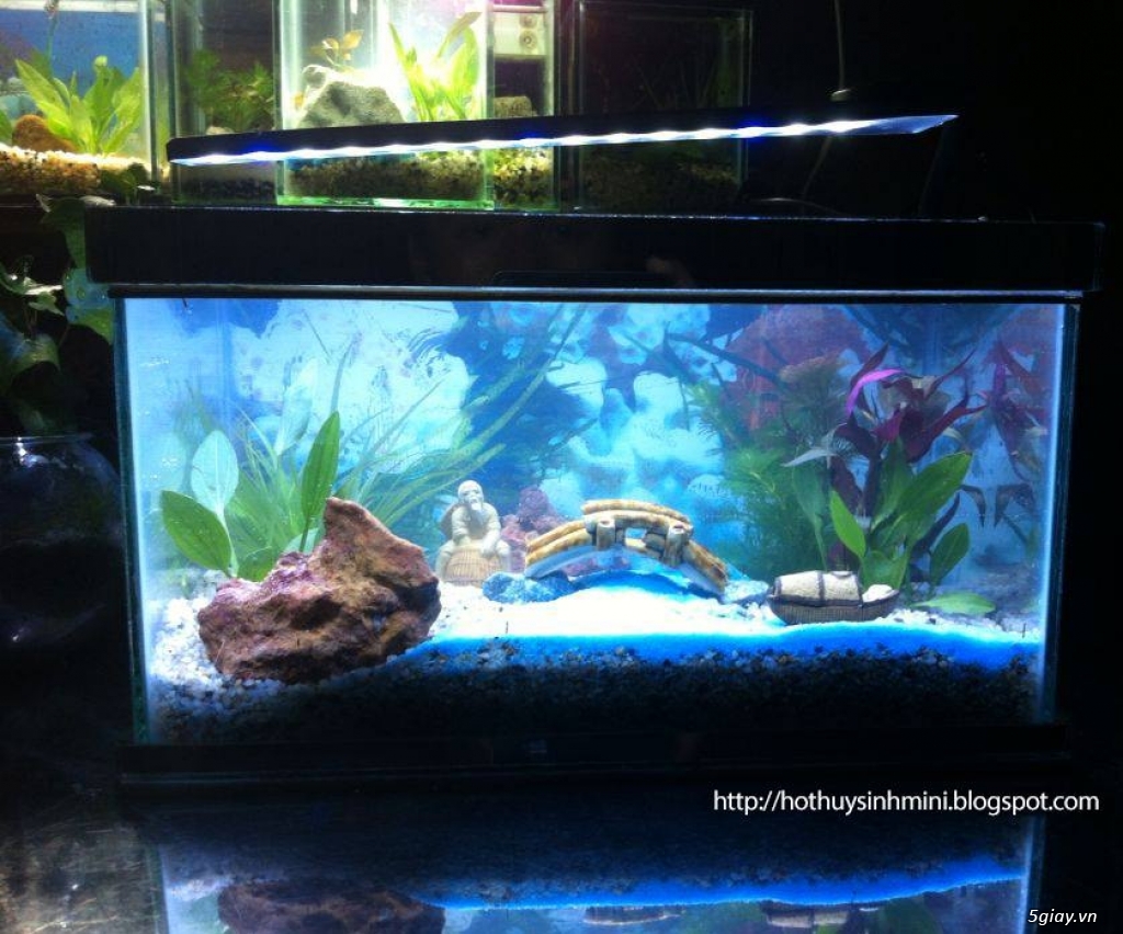 Hồ thủy sinh mini giá rẻ, nhiều mẫu mới đẹp lung linh - 5