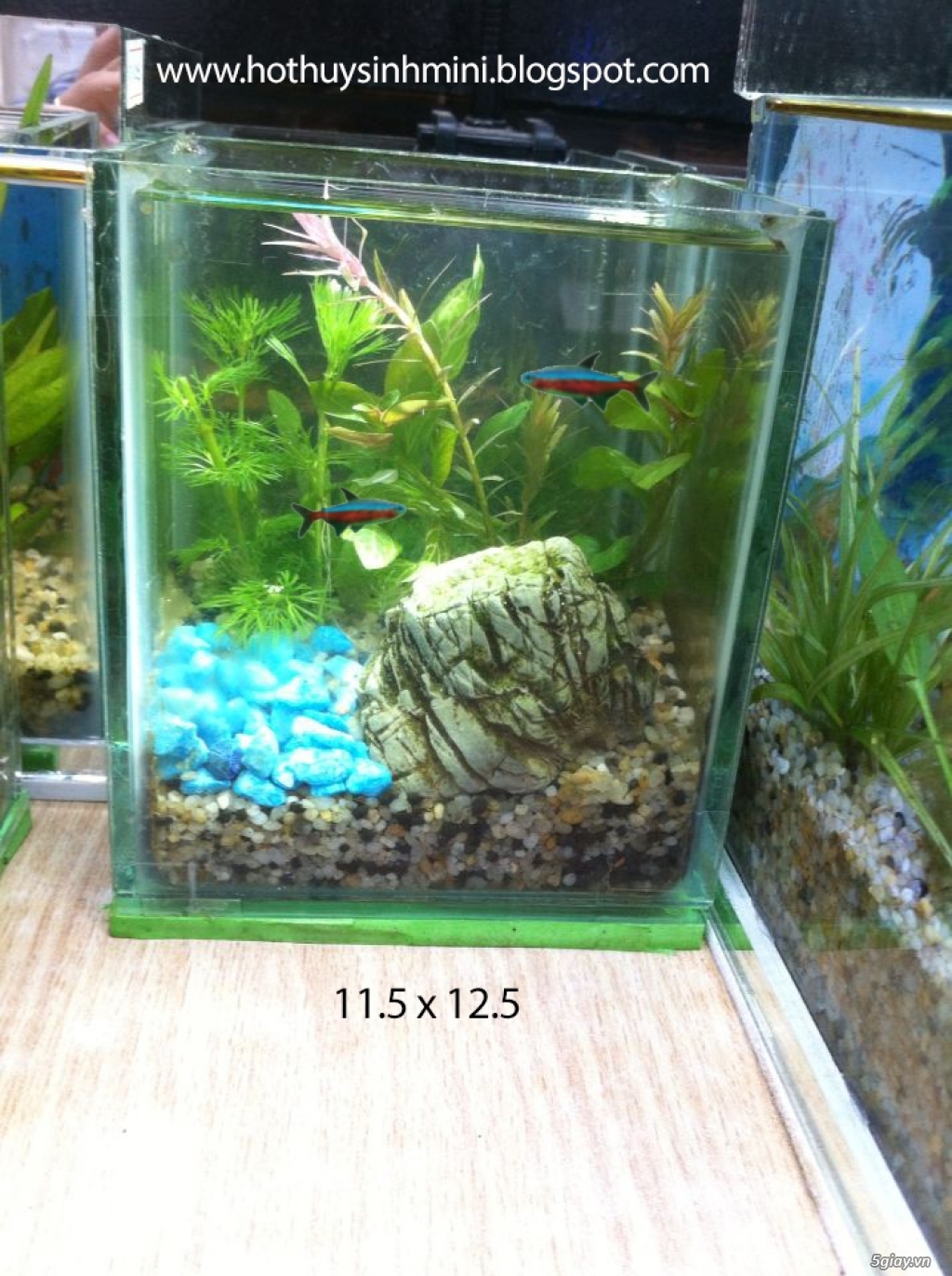 Hồ thủy sinh mini giá rẻ, nhiều mẫu mới đẹp lung linh - 4