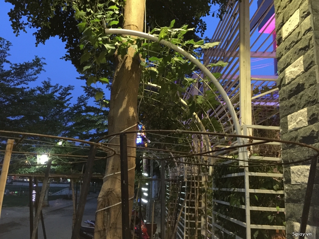 Cây nho đỏ Phan rang-ship toàn quốc - 1