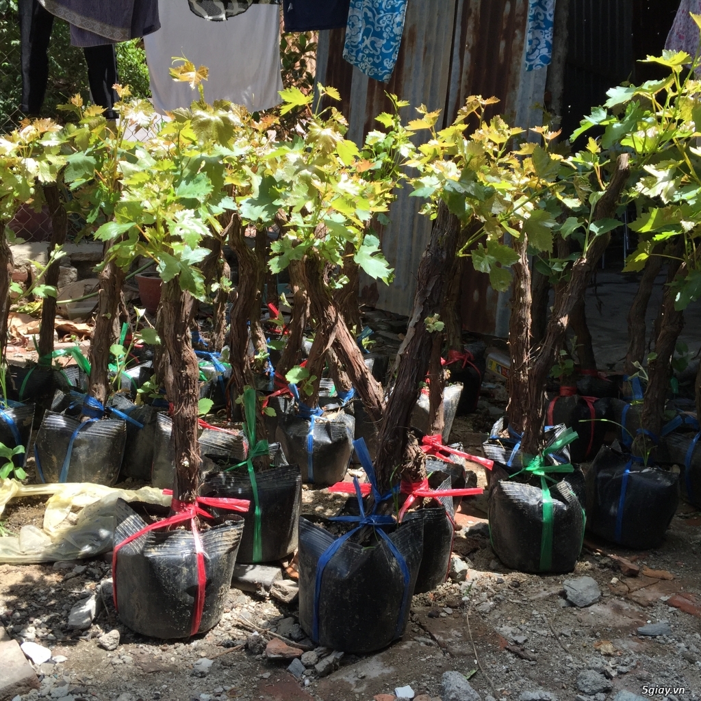 Cây nho đỏ Phan rang-ship toàn quốc - 3