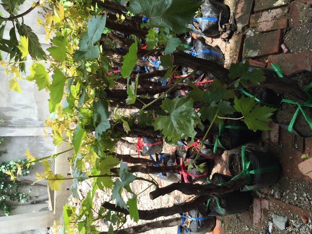 Bán Gốc Cây Nho-Ninh Thuận - 1