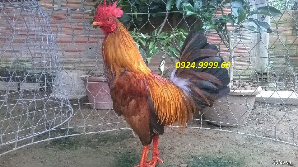 Gà Tre Đá Tiền Up Mỗi Ngày - 8
