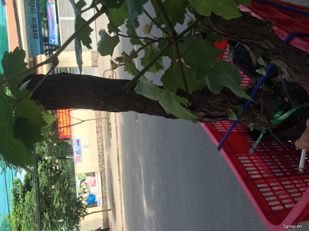 Bán Gốc Cây Nho-Ninh Thuận - 2