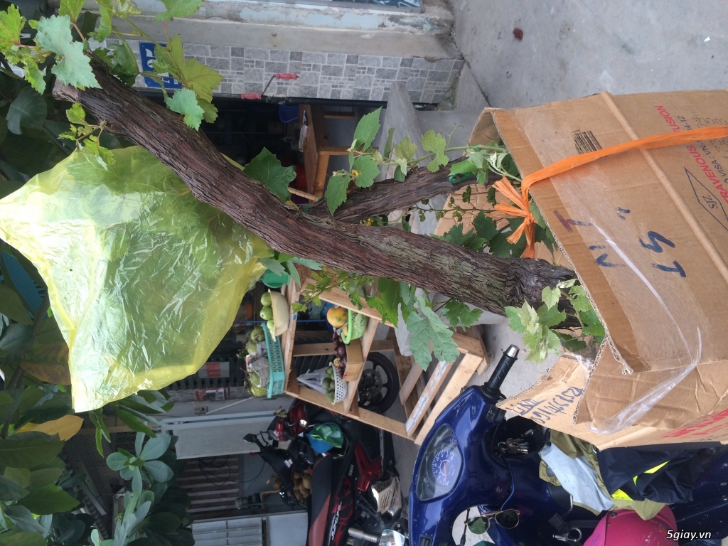 Bán Gốc Cây Nho-Ninh Thuận