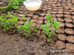 Cây thiên ngân (gáo vàng thái lan)