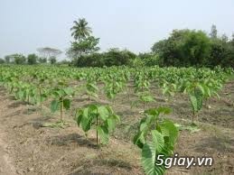 Cây thiên ngân (gáo vàng thái lan) - 2