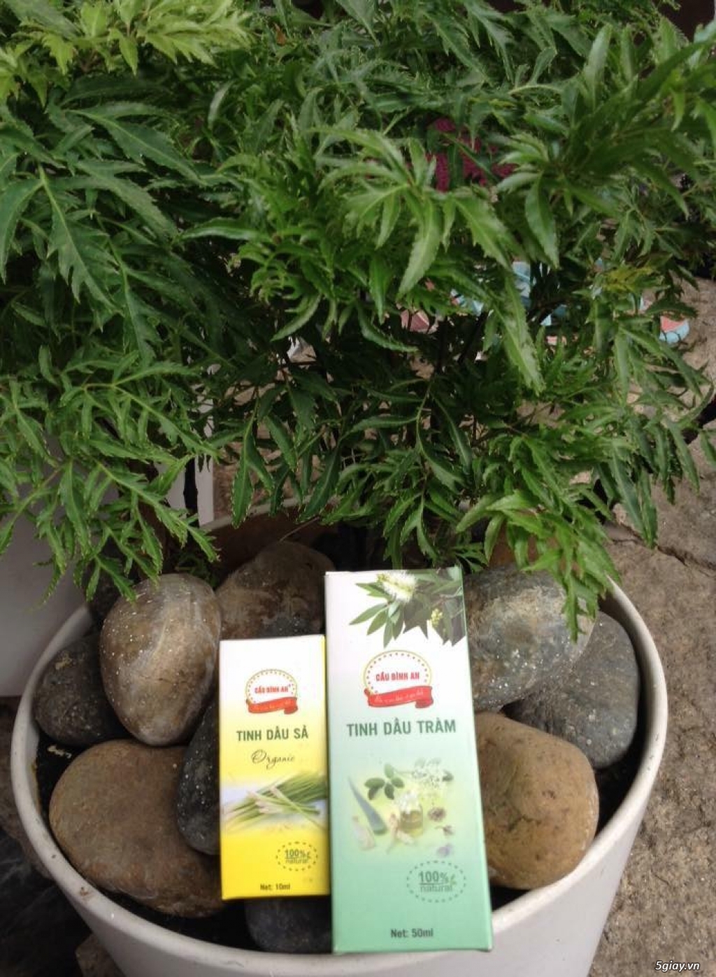 Thảm hai mặt maboshi - Thảm chơi cho bé - 1