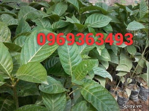 Cây thiên ngân (gáo vàng thái lan) - 1