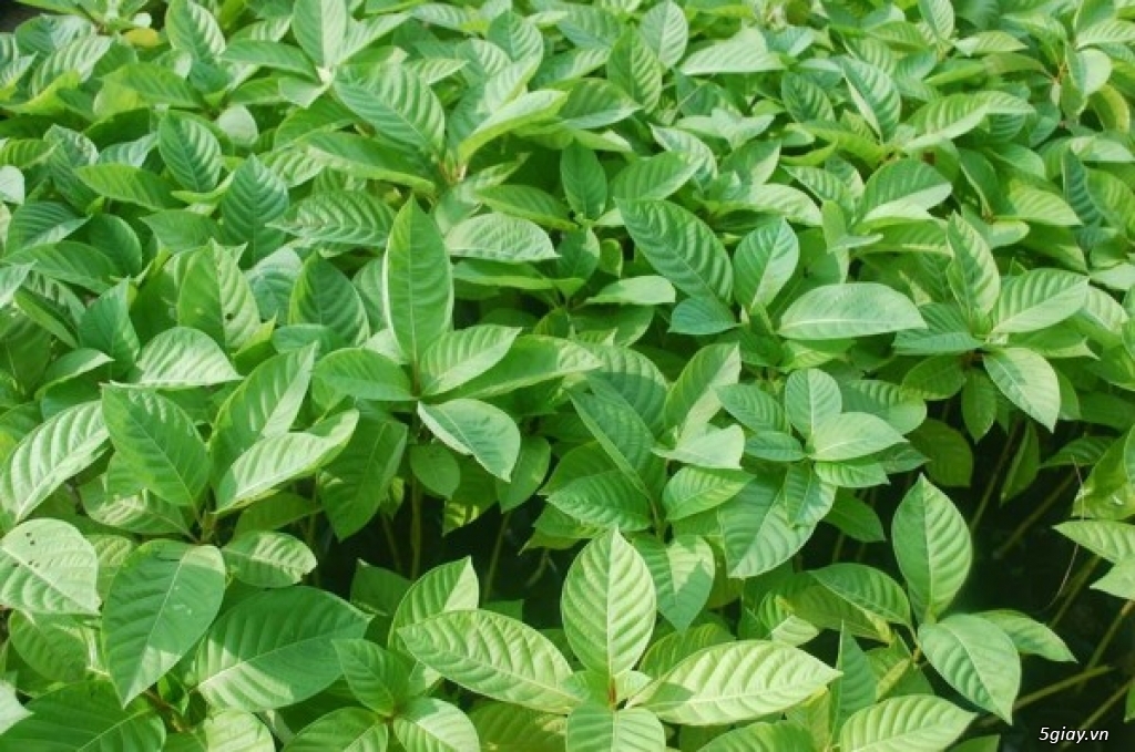 Cây thiên ngân (gáo vàng thái lan) - 3