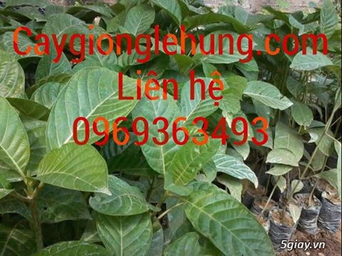 Giống cây thiên ngân giá rẻ - 1