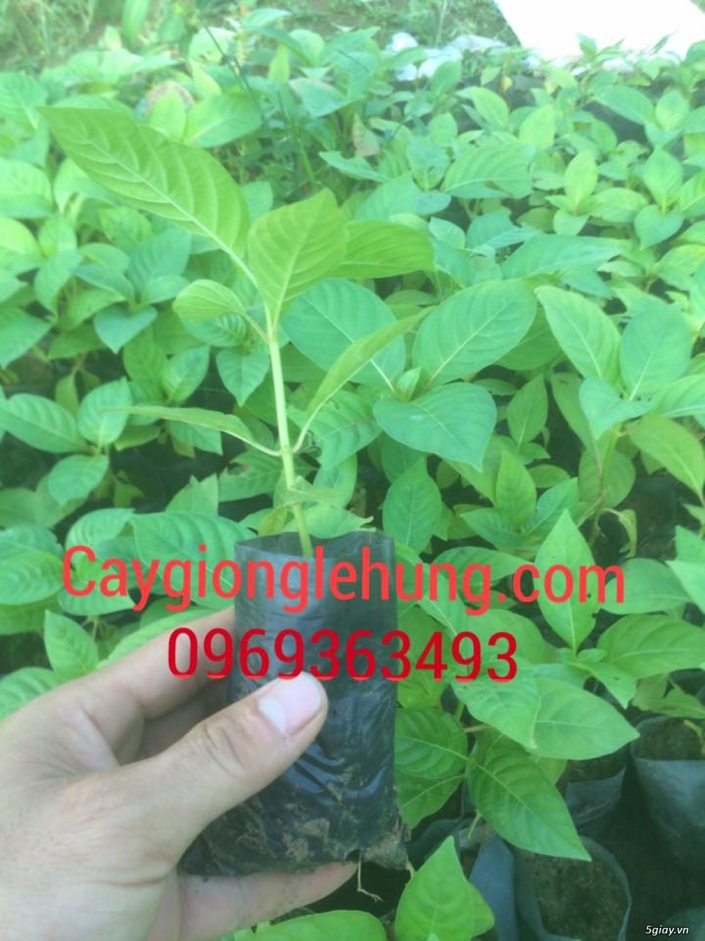 Giống cây thiên ngân giá rẻ