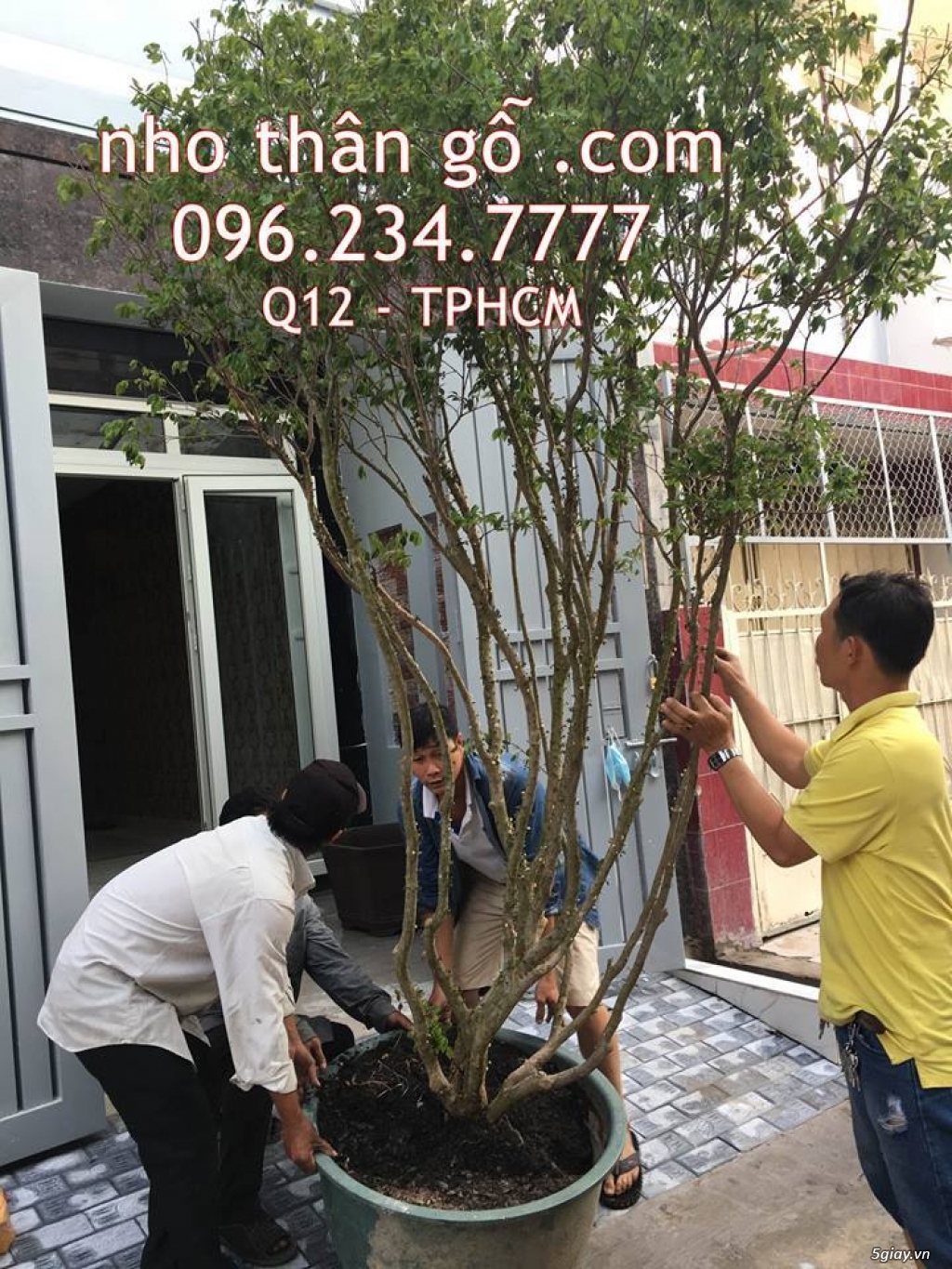 Mua bán cây Nho Thân Gỗ TPHCM - 3