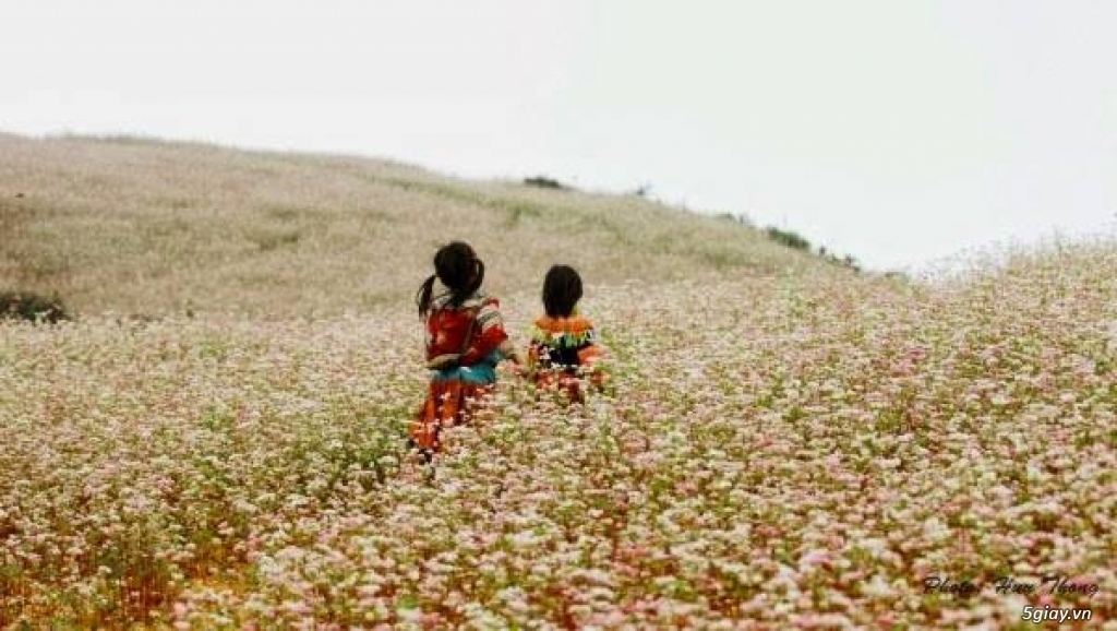 Du lịch Hà Giang 3 ngày - Mùa hoa tam giác mạch