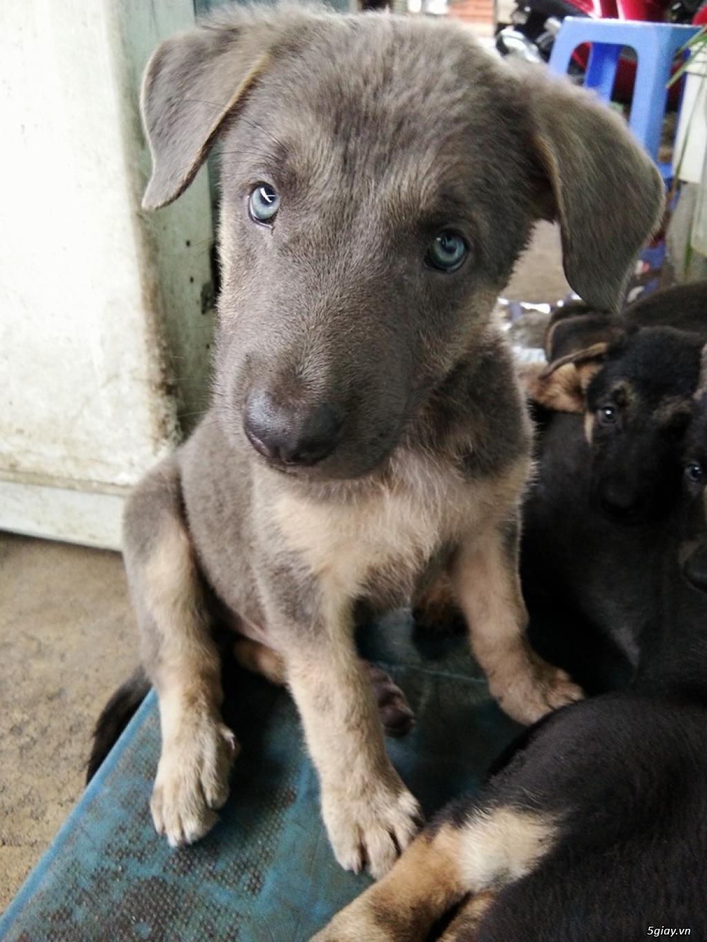 Bình Dương-tìm nhà mới cho Chó becgie lai 2 tháng tuổi - 1