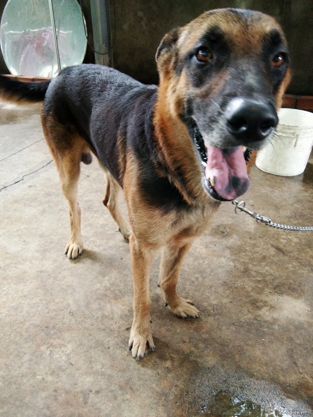 Bình Dương-tìm nhà mới cho Chó becgie lai 2 tháng tuổi - 4